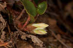 Trailing arbutus